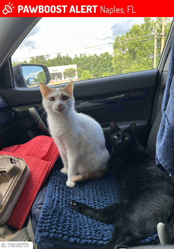 Lost Male Cat last seen Palmetto Elementary School , Naples, FL 34117