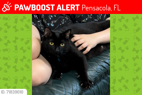 Lost Male Cat last seen E. Kingsfield & Chemstrand, Pensacola, FL 32514