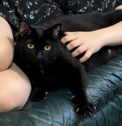 Lost Male Cat last seen E. Kingsfield & Chemstrand, Pensacola, FL 32514