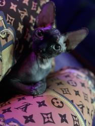 Lost Female Cat last seen Beverly and Greenridge Dr, Houston, TX 77057
