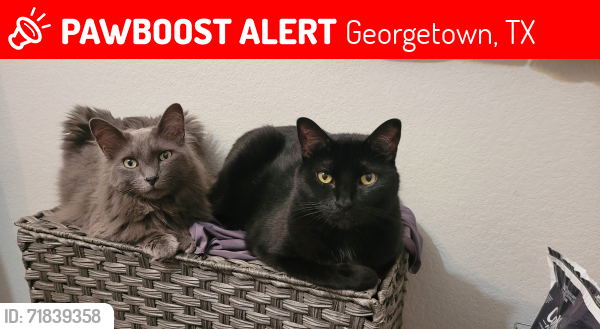 Lost Male Cat last seen Rockride, Georgetown, TX 78626