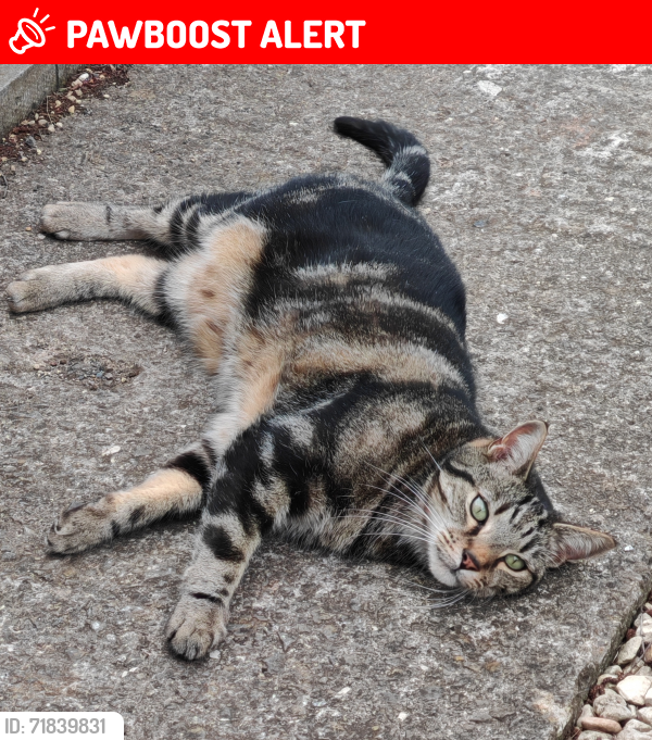 Lost Male Cat last seen Timsbury, Bath, Timsbury, England BA2 0JD