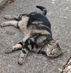 Lost Male Cat last seen Timsbury, Bath, Timsbury, England BA2 0JD