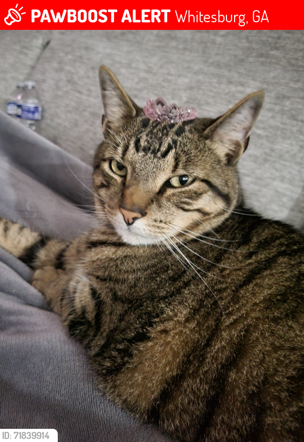 Lost Male Cat last seen Hunters reserve, Whitesburg, GA 30185