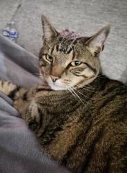 Lost Male Cat last seen Hunters reserve, Whitesburg, GA 30185