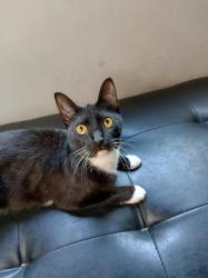 Lost Female Cat last seen Del Prado Circle , Fairfield, CA 94533