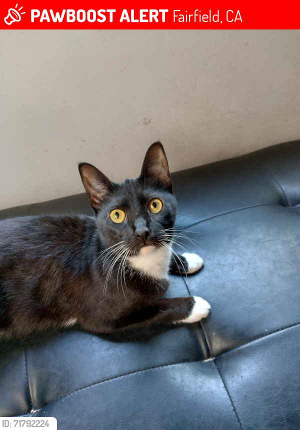 Lost Female Cat last seen Del Prado Circle , Fairfield, CA 94533
