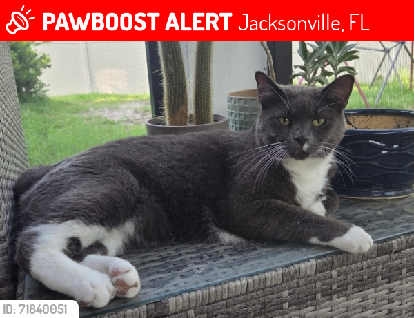 Lost Male Cat last seen Longleaf Pine and 16A, Jacksonville, FL 32259