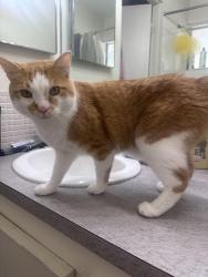 Lost Male Cat last seen Hancock Ave and Carnegie Ave, Akron, OH 44314