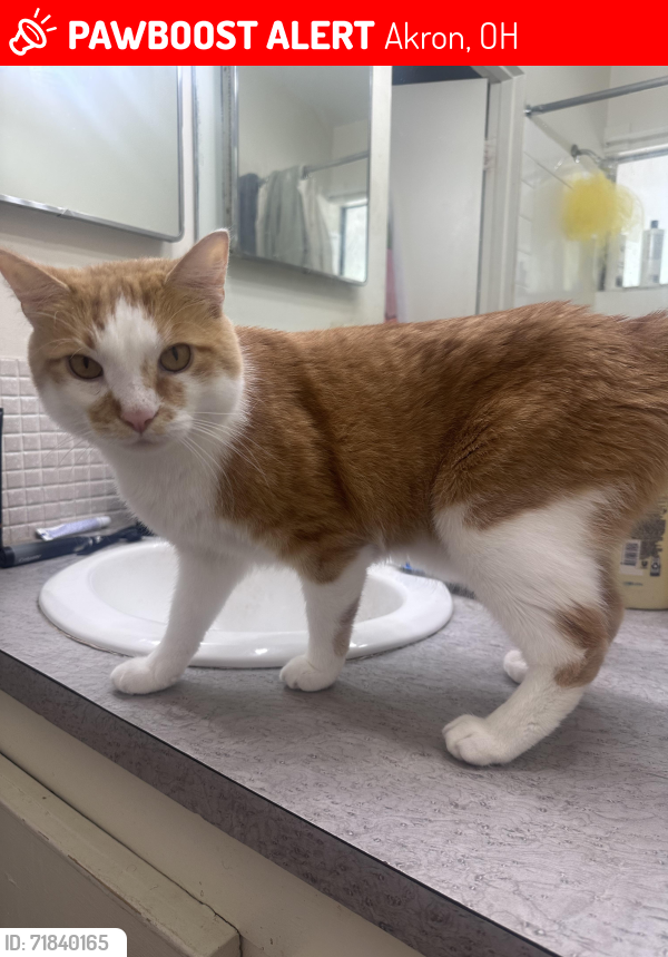 Lost Male Cat last seen Hancock Ave and Carnegie Ave, Akron, OH 44314