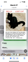 Lost Female Cat last seen Kroger West airport blvd highway 6 Woodbridge , Sugar Land, TX 77498