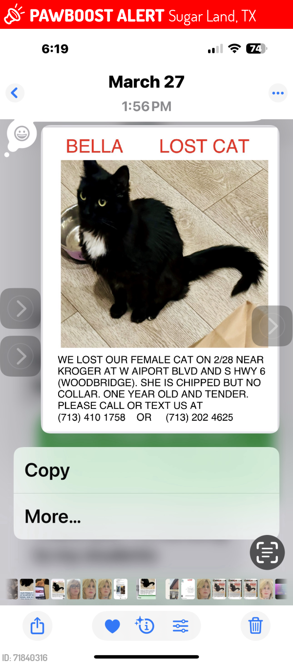 Lost Female Cat last seen Kroger West airport blvd highway 6 Woodbridge , Sugar Land, TX 77498