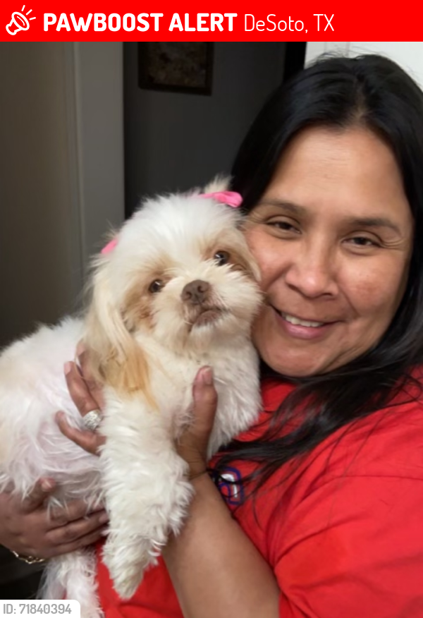 Lost Female Dog last seen pleasant run/hunyers creek, DeSoto, TX 75115