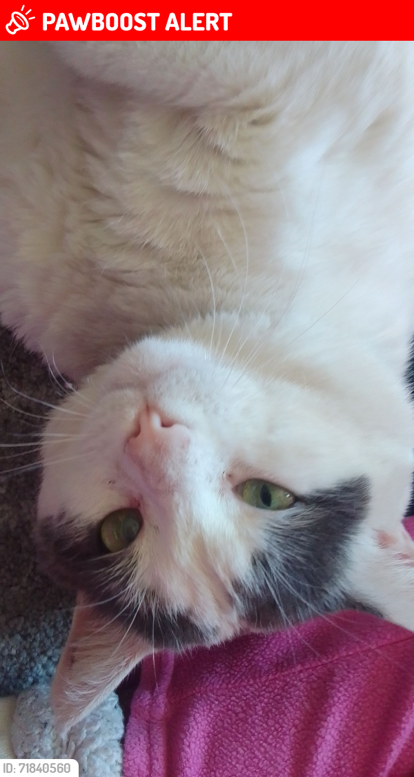 Lost Male Cat last seen St-Jean sur Richelieu , Saint-Jean-sur-Richelieu, QC J3B 3A6