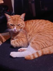 Lost Male Cat last seen Callier Springs Golf Course, Rome, GA 30161
