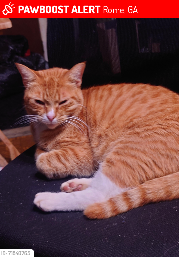 Lost Male Cat last seen Callier Springs Golf Course, Rome, GA 30161