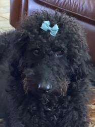 Lost Female Dog last seen LA Hwy 1050 and 1049, Tangipahoa Parish, LA 70444