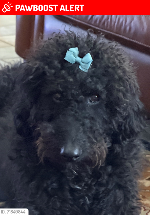Lost Female Dog last seen LA Hwy 1050 and 1049, Tangipahoa Parish, LA 70444
