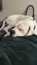 Lost Male Dog last seen Near outinda st, Spring Valley, CA 91977