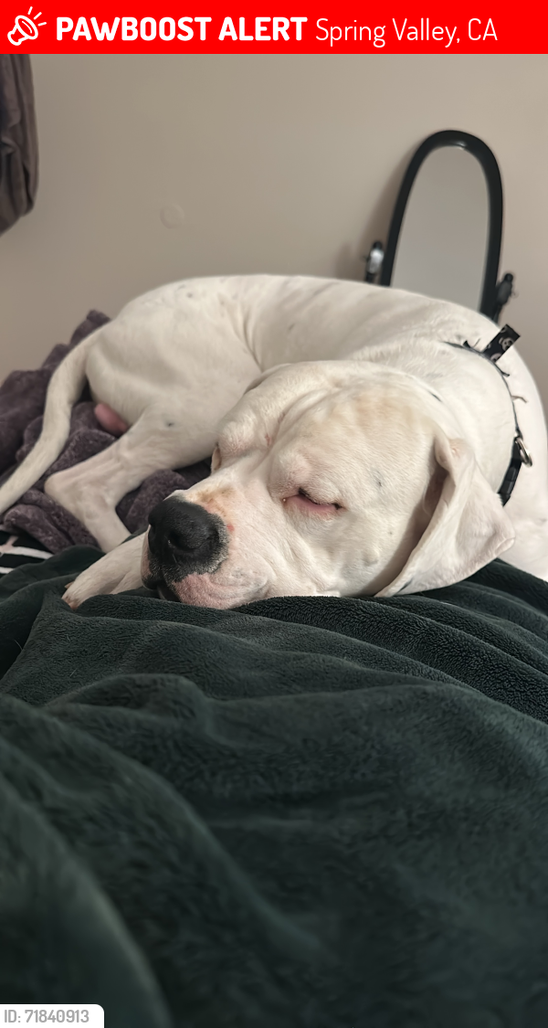Lost Male Dog last seen Near outinda st, Spring Valley, CA 91977
