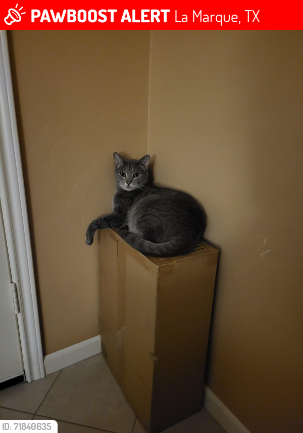 Lost Male Cat last seen Delany Cv Ct, La Marque, TX 77568