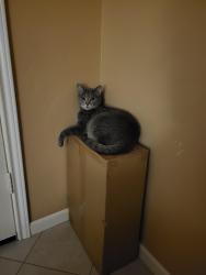 Lost Male Cat last seen Delany Cv Ct, La Marque, TX 77568