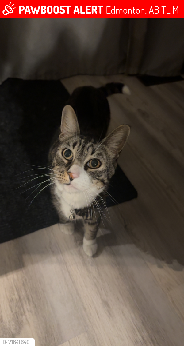 Lost Male Cat last seen 50th street / 19 ave NW, Edmonton, AB T6L 3M6