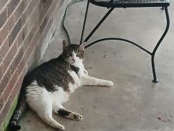 Lost Female Cat last seen BakerTown Rd off of 42 East Highway by Bridgersville., Elm City, NC 27822
