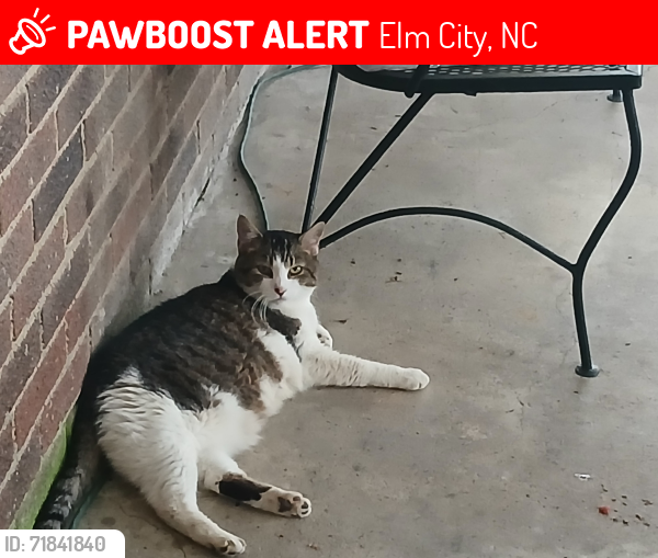 Lost Female Cat last seen BakerTown Rd off of 42 East Highway by Bridgersville., Elm City, NC 27822