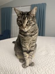 Lost Male Cat last seen Dry Creek Road & Deer Trail Drive, Noblesville, IN 46060