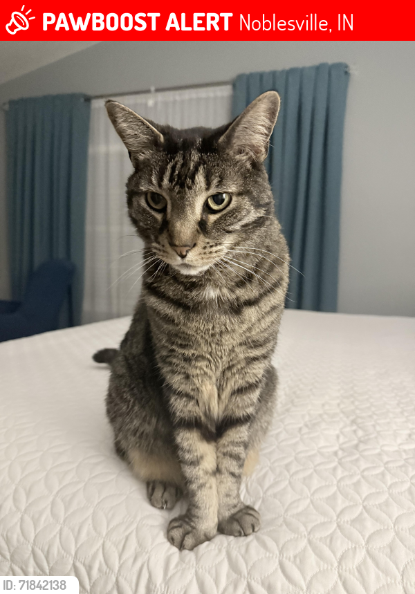 Lost Male Cat last seen Dry Creek Road & Deer Trail Drive, Noblesville, IN 46060