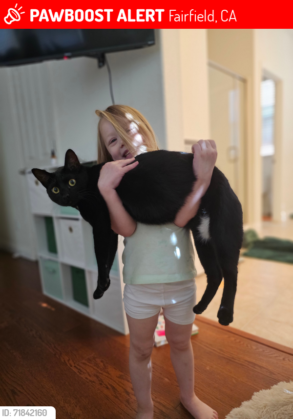 Lost Male Cat last seen Rockville Rd & Paseo Arboles, Fairfield, CA 94534