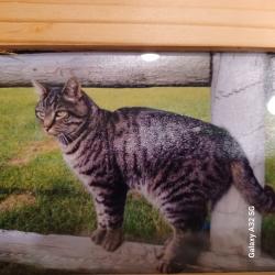 Lost Male Cat last seen Loves Truck Stop 1512 US-97 Ellensburg, WA, Ellensburg, WA 98926