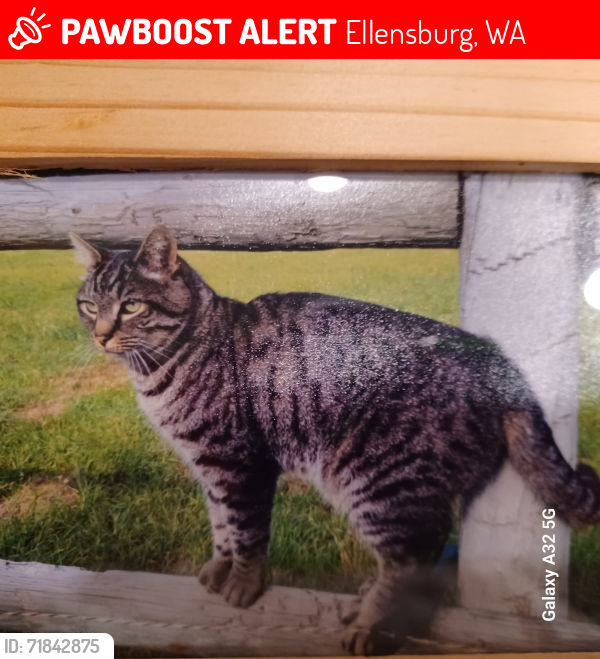 Lost Male Cat last seen Loves Truck Stop 1512 US-97 Ellensburg, WA, Ellensburg, WA 98926