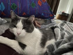 Lost Male Cat last seen Talus apmt parking lot, Great Falls, MT 59405