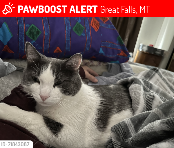 Lost Male Cat last seen Talus apmt parking lot, Great Falls, MT 59405