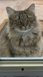 Lost Female Cat last seen Hwy 101 North/Packs Mountain Ridge Rd, Greenville County, SC 29687