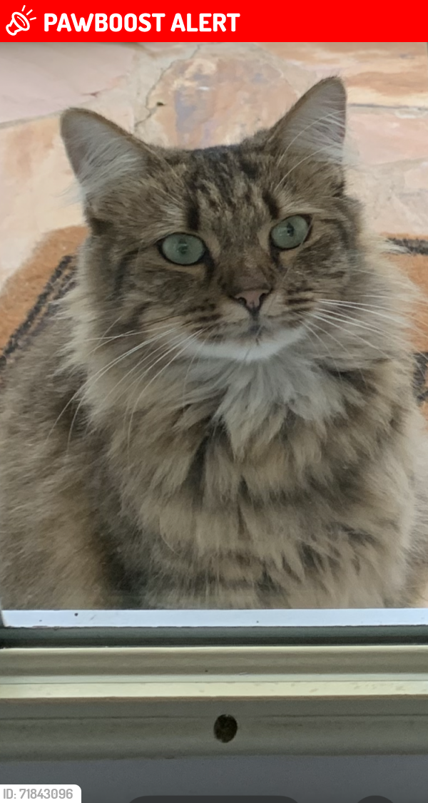 Lost Female Cat last seen Hwy 101 North/Packs Mountain Ridge Rd, Greenville County, SC 29687
