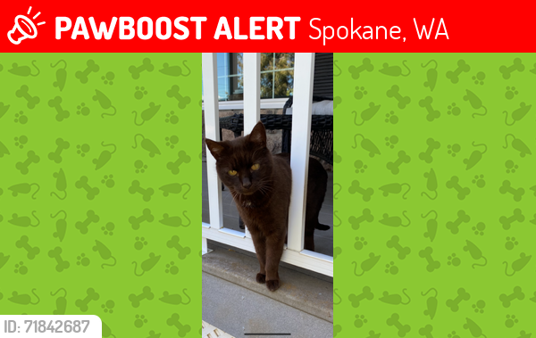 Lost Female Cat last seen Johannsen Road & Orchard Lane, Spokane (Five Mile Prairie), Spokane, WA 99208