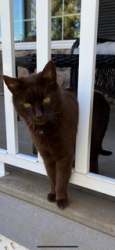 Lost Female Cat last seen Johannsen Road & Orchard Lane, Spokane (Five Mile Prairie), Spokane, WA 99208
