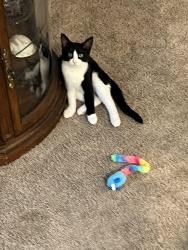 Lost Female Cat last seen W. Beach Plum Dr, Citrus Springs, FL 34434