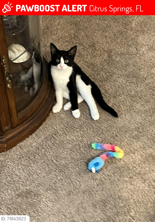 Lost Female Cat last seen W. Beach Plum Dr, Citrus Springs, FL 34434