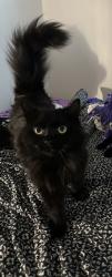 Lost Female Cat last seen Mansion st , Poughkeepsie, NY 12601