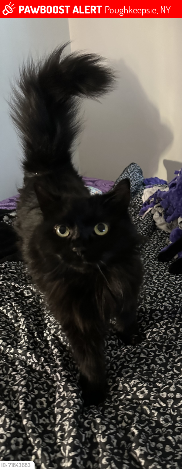 Lost Female Cat last seen Mansion st , Poughkeepsie, NY 12601