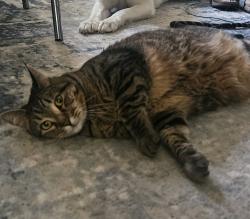 Lost Female Cat last seen Near Highland Ave, Dayton, OH 45410