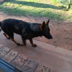 Lost Male Dog last seen SE 51st Street and Cinderella Dr, Oklahoma City, OK 73129