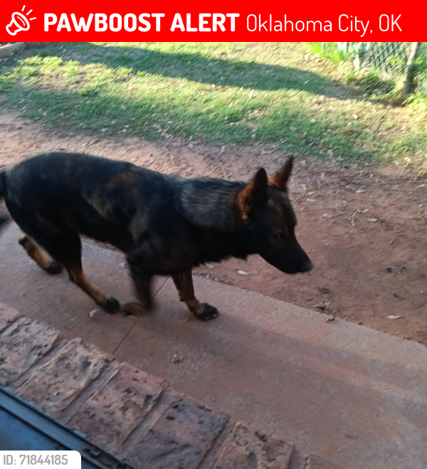 Lost Male Dog last seen SE 51st Street and Cinderella Dr, Oklahoma City, OK 73129