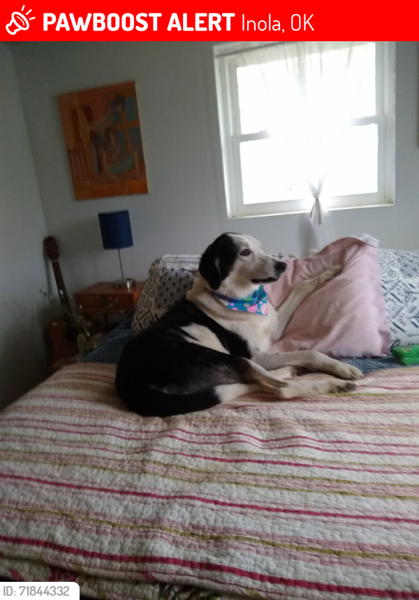 Lost Male Dog last seen EW 52 Rd and S 4230 Rd Inola OK 74036 (approximately 4 miles south of Claremore Regional Airport), Inola, OK 74036