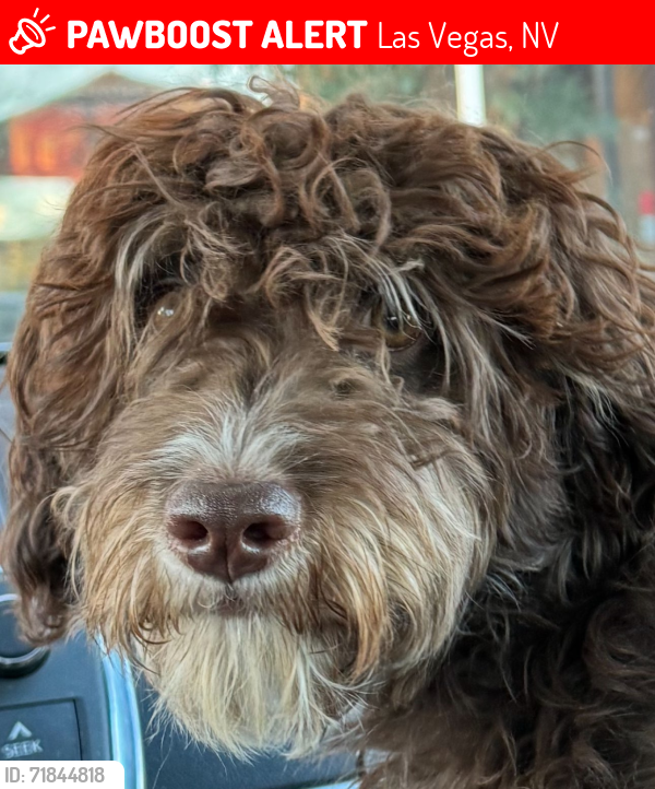 Lost Male Dog last seen Suburb near downtown Las Vegas, Las Vegas, NV 89101