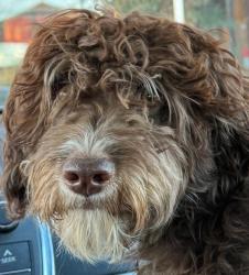 Lost Male Dog last seen Suburb near downtown Las Vegas, Las Vegas, NV 89101